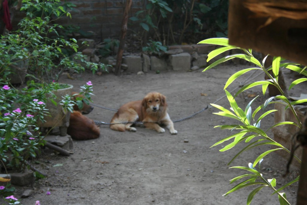 Nice Doggie!